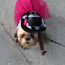 pet masquerade fantasy fest 2013 key west florida 35
