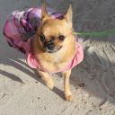 pet masquerade fantasy fest 2013 key west florida 41